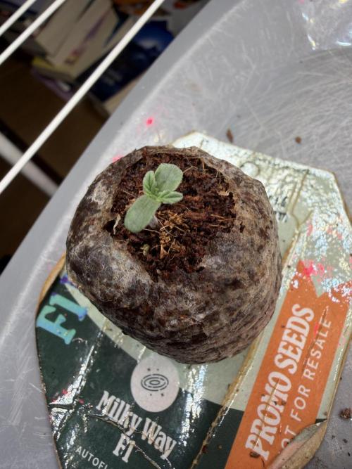 Milky Way F1 - RQS. Week 0