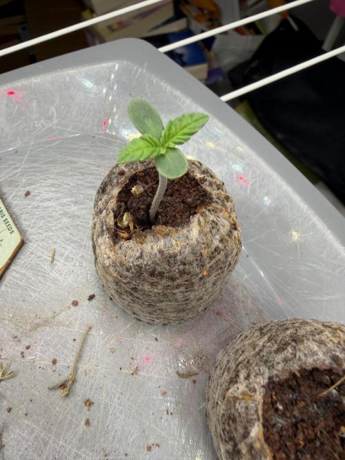 Permanent Marker - Auto Seeds. Week 1