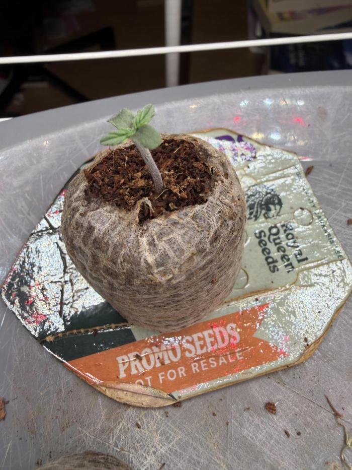 Milky Way F1 - RQS. Week 1