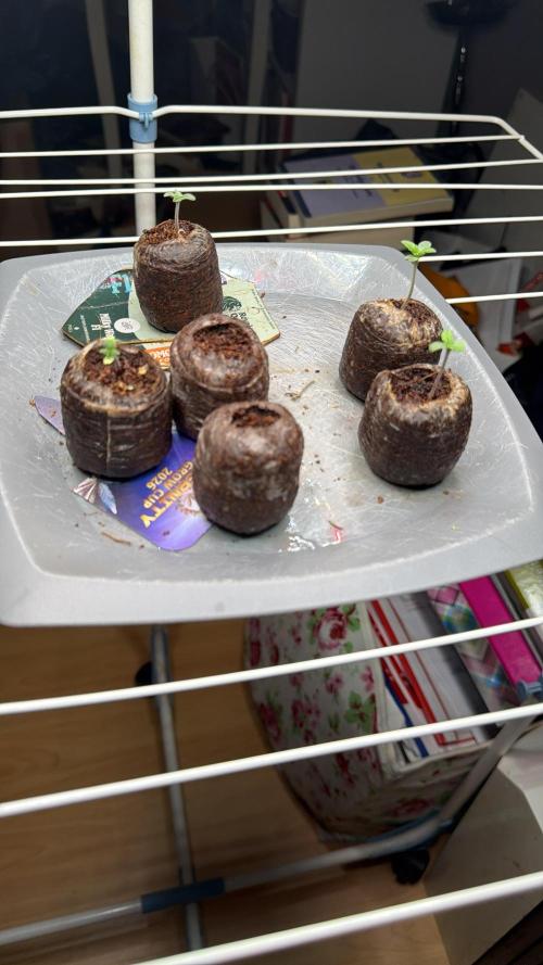 Eternity Cup 2026 - Sticky Brokkoli Auto. Week 0