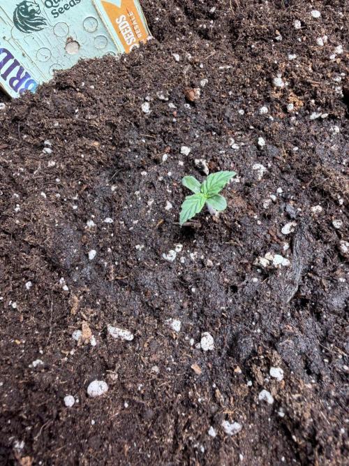 Milky Way F1 - RQS. Week 1