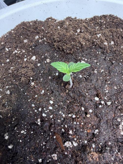 Permanent Marker - Auto Seeds. Week 1