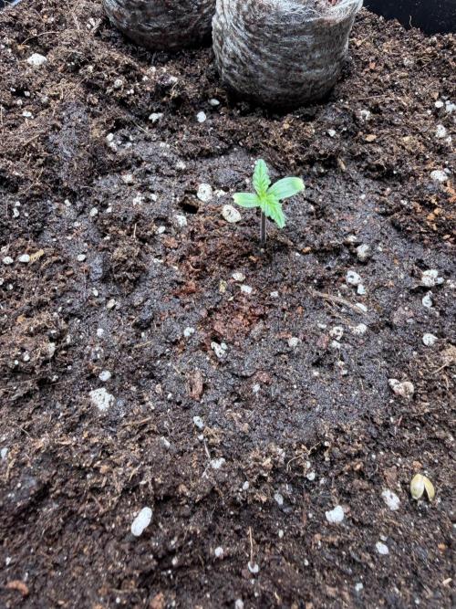 Eternity Cup 2026 - Sticky Brokkoli Auto. Week 1