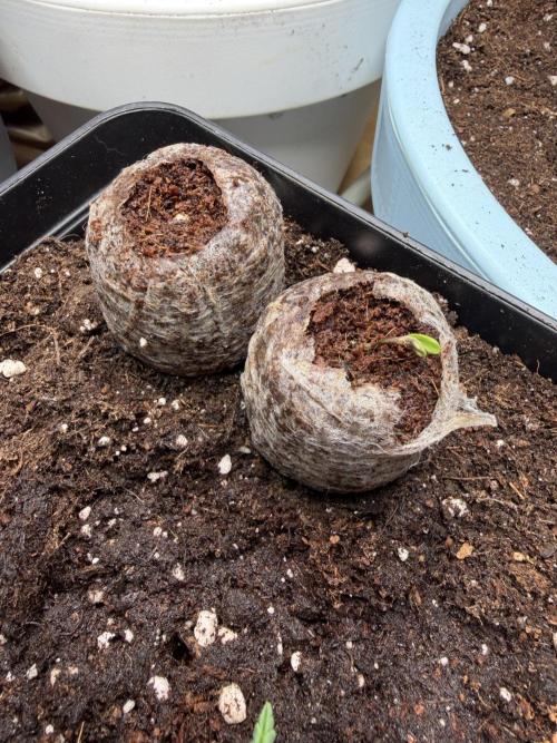 Eternity Cup 2026 - Sticky Brokkoli Auto. Week 1