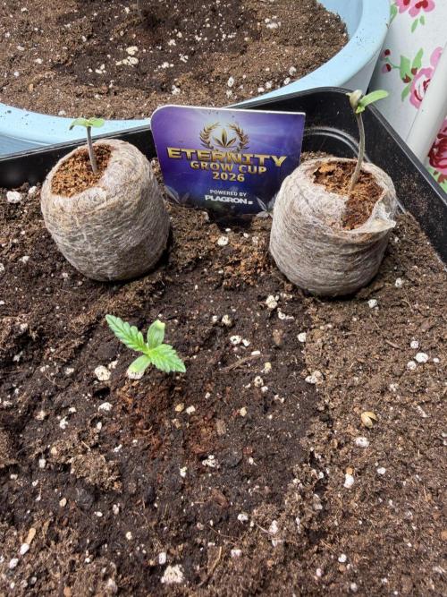 Eternity Cup 2026 - Sticky Brokkoli Auto. Week 1