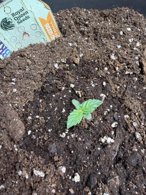 Milky Way F1 - RQS. Week 1