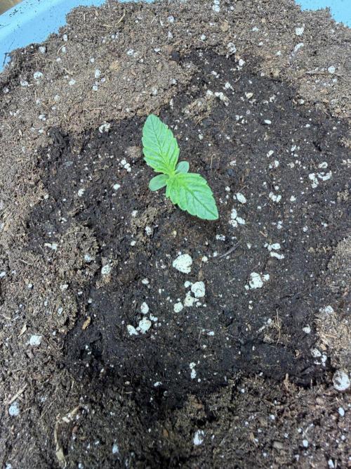 Permanent Marker - Auto Seeds. Week 1