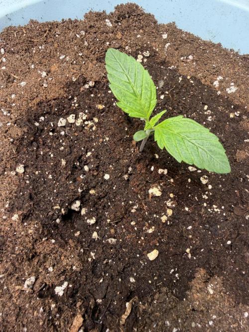 Permanent Marker - Auto Seeds. Week 2