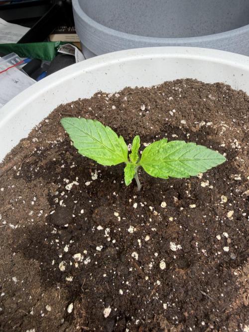 Permanent Marker - Auto Seeds. Week 2