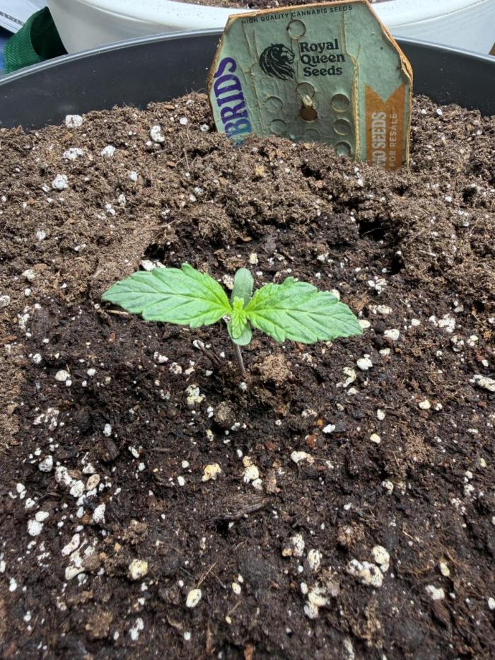 Milky Way F1 - RQS. Week 2