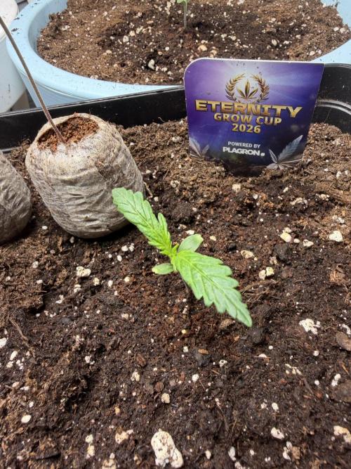 Eternity Cup 2026 - Sticky Brokkoli Auto. Week 1