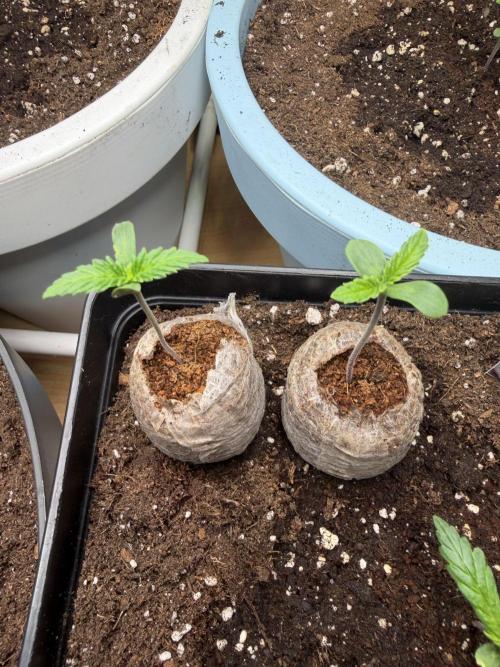 Eternity Cup 2026 - Sticky Brokkoli Auto. Week 1