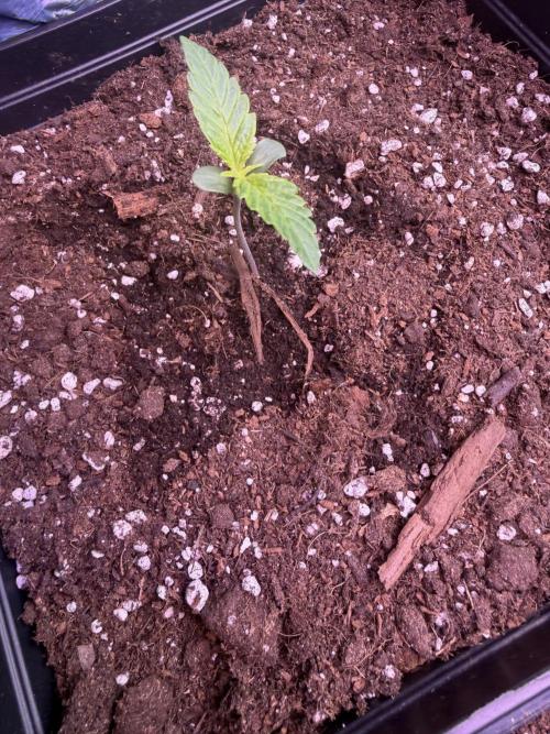 Eternity Cup 2026 - Sticky Brokkoli Auto. Week 2