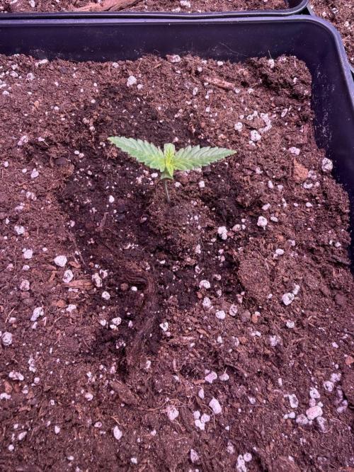 Eternity Cup 2026 - Sticky Brokkoli Auto. Week 2