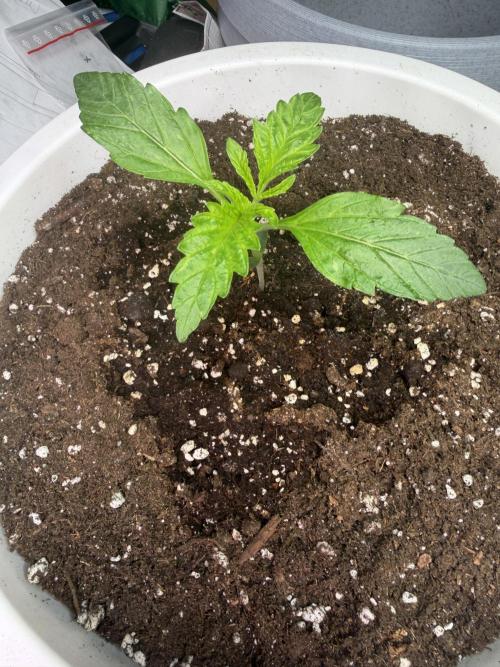 Permanent Marker - Auto Seeds. Week 2