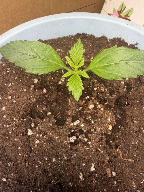 Permanent Marker - Auto Seeds. Week 2