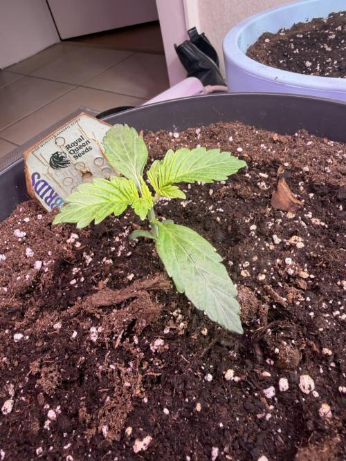 Milky Way F1 - RQS. Week 2