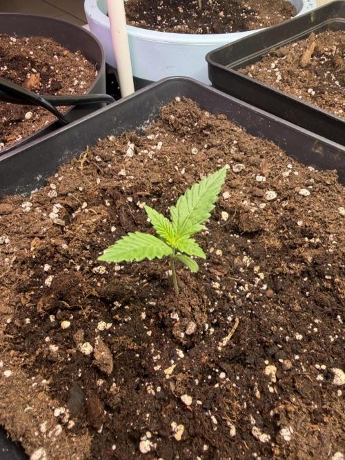 Eternity Cup 2026 - Sticky Brokkoli Auto. Week 2
