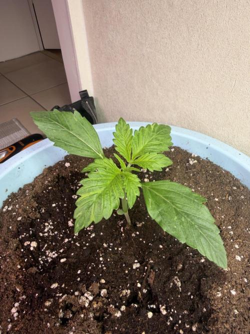 Permanent Marker - Auto Seeds. Week 2