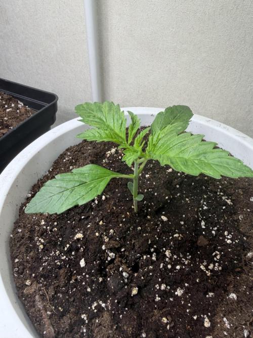 Permanent Marker - Auto Seeds. Week 2