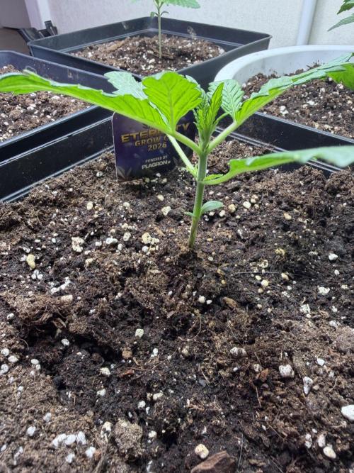 Eternity Cup 2026 - Sticky Brokkoli Auto. Week 2