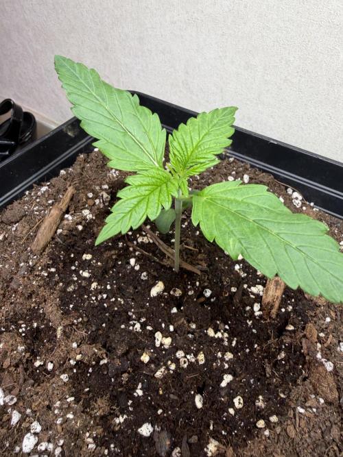 Eternity Cup 2026 - Sticky Brokkoli Auto. Week 2