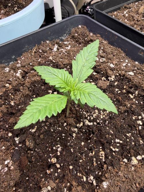 Eternity Cup 2026 - Sticky Brokkoli Auto. Week 2