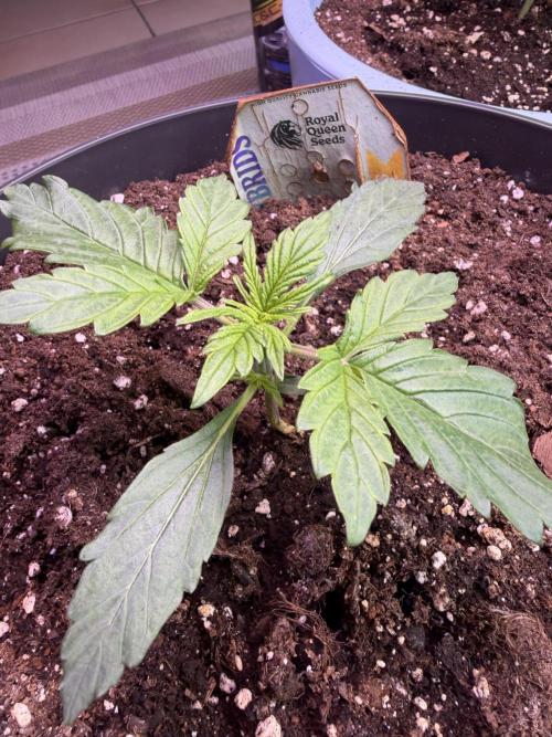 Milky Way F1 - RQS. Week 3