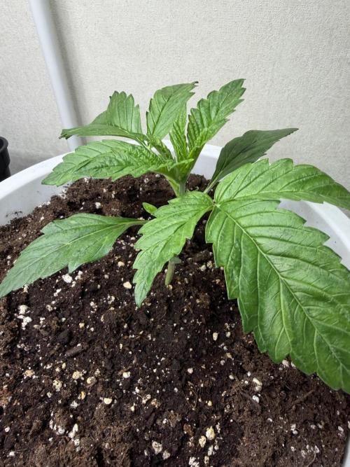 Permanent Marker - Auto Seeds. Week 3