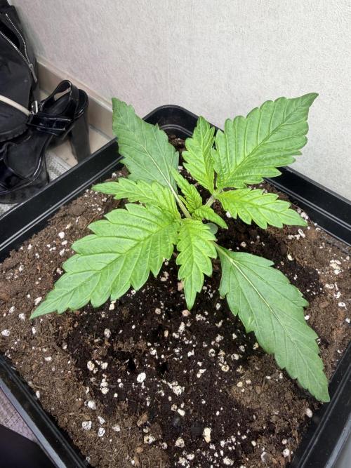 Eternity Cup 2026 - Sticky Brokkoli Auto. Week 3