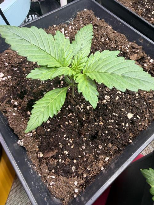 Eternity Cup 2026 - Sticky Brokkoli Auto. Week 3