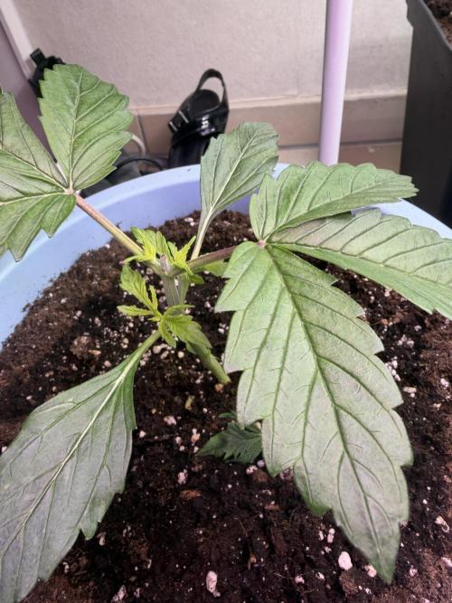 Permanent Marker - Auto Seeds. Week 3