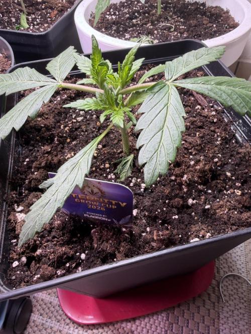 Eternity Cup 2026 - Sticky Brokkoli Auto. Week 3