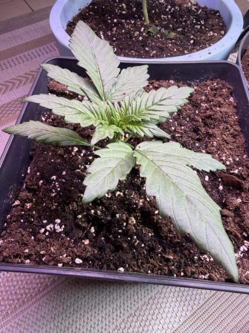 Eternity Cup 2026 - Sticky Brokkoli Auto. Week 3