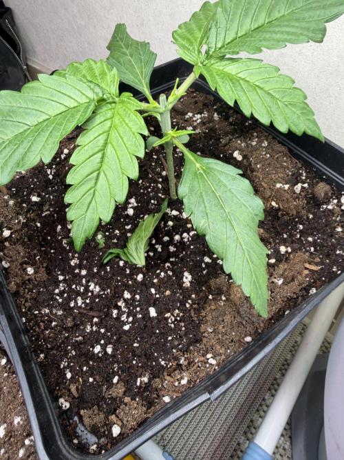 Eternity Cup 2026 - Sticky Brokkoli Auto. Week 3