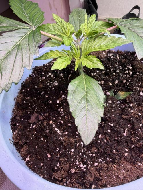 Permanent Marker - Auto Seeds. Week 3