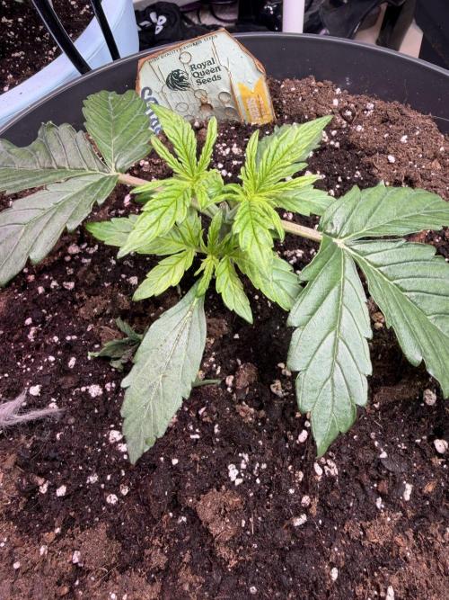 Milky Way F1 - RQS. Week 3