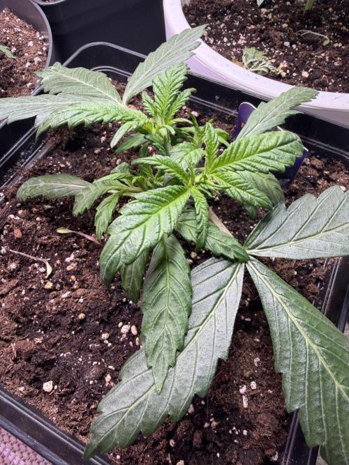 Eternity Cup 2026 - Sticky Brokkoli Auto. Week 3