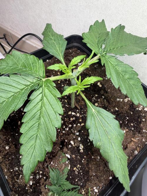 Eternity Cup 2026 - Sticky Brokkoli Auto. Week 3