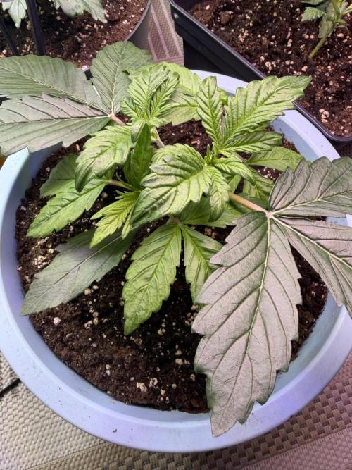 Permanent Marker - Auto Seeds. Week 4