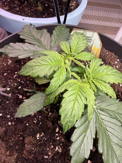 Milky Way F1 - RQS. Week 4