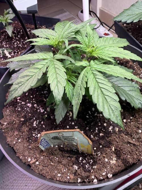 Milky Way F1 - RQS. Week 4