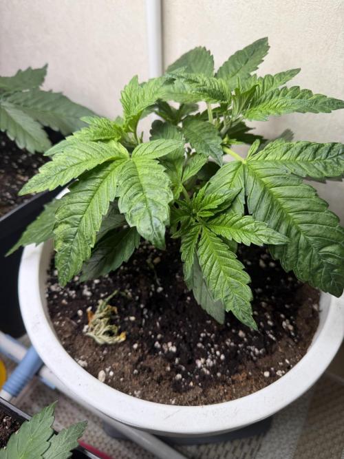 Permanent Marker - Auto Seeds. Week 4