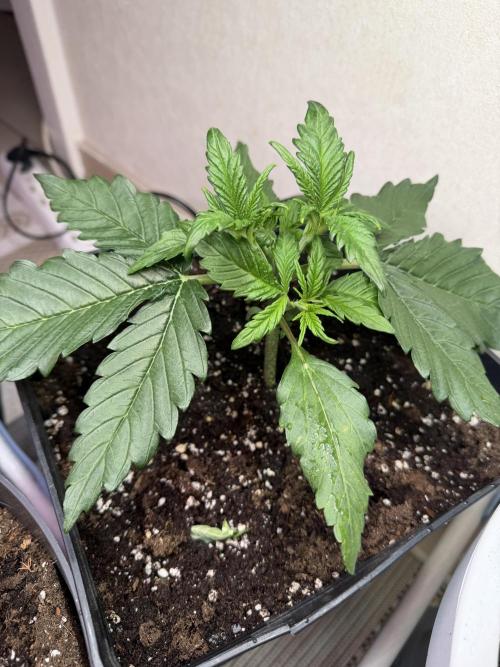 Eternity Cup 2026 - Sticky Brokkoli Auto. Week 3