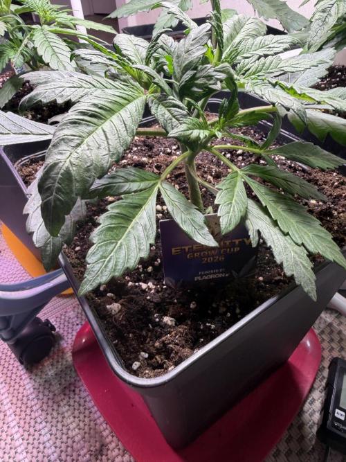 Eternity Cup 2026 - Sticky Brokkoli Auto. Week 3