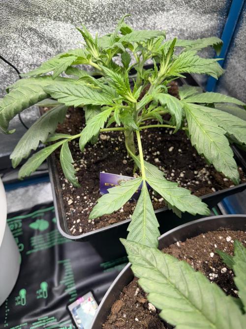 Eternity Cup 2026 - Sticky Brokkoli Auto. Week 4