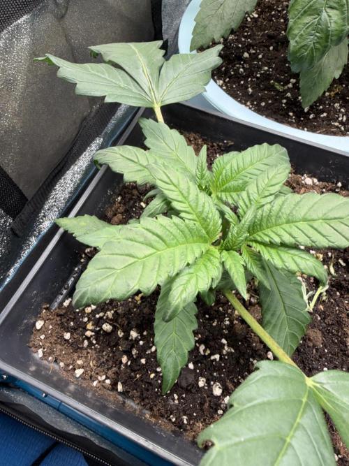 Eternity Cup 2026 - Sticky Brokkoli Auto. Week 4