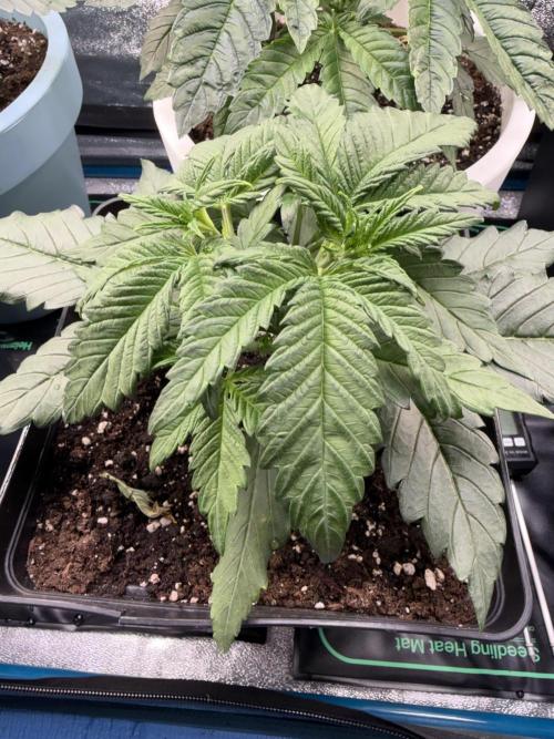 Eternity Cup 2026 - Sticky Brokkoli Auto. Week 4