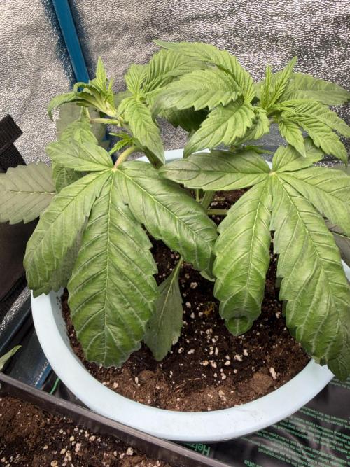 Permanent Marker - Auto Seeds. Week 4