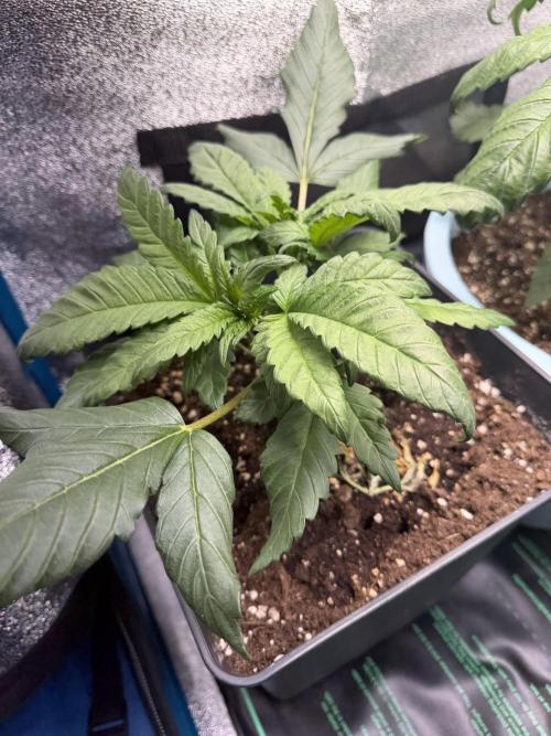 Eternity Cup 2026 - Sticky Brokkoli Auto. Week 4